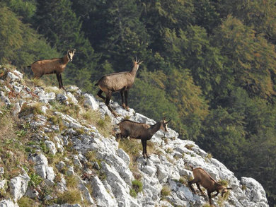 Трећа стручна радионица о генетској адаптацији Балканске дивокозе
