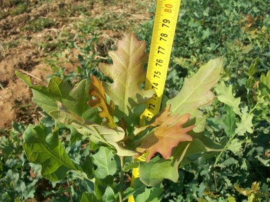 Успјешна реализација пројекта: Засађене саднице храста лужњака